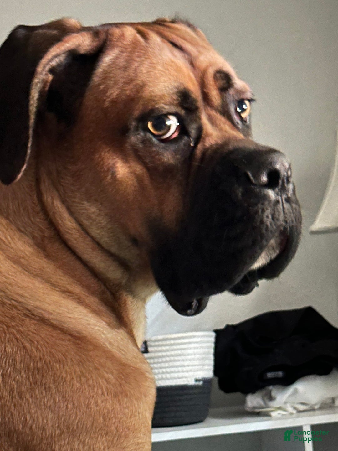 Cane Corso dogs for sale: Creasy - Image 5