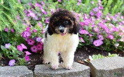 Miniature Poodle dogs for sale: Austin - Image 6