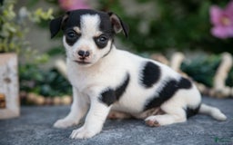 Chihuahua dogs for sale: Tally - Image 1
