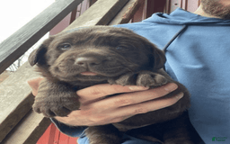 Labrador Retriever dogs for sale: Choco Male Puppy 2 - Image 1