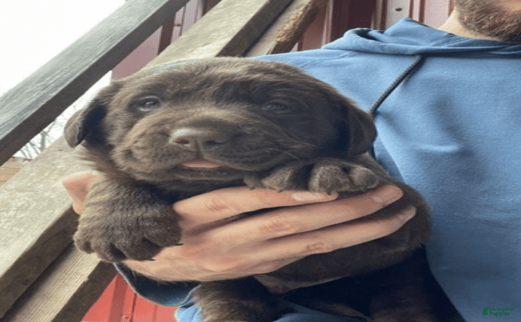 Labrador Retriever dogs for sale - Ad 2