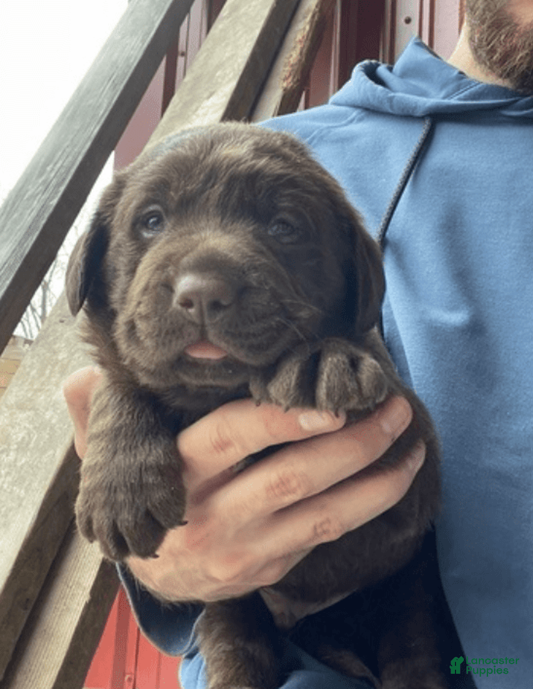 Labrador Retriever dogs for sale: Choco Male Puppy 2 - Image 1