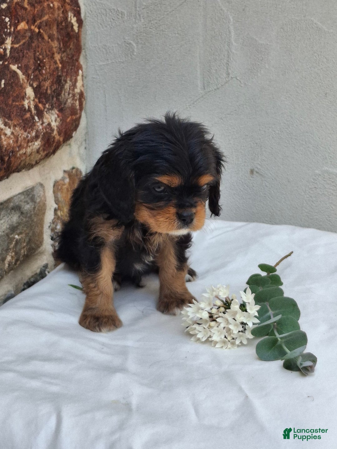 Cavalier King Charles Spaniel dogs for sale: Sprinkles - Image 9
