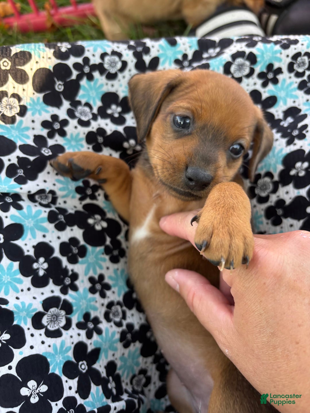 Miniature Pinscher dogs for sale: Cookie - Image 4