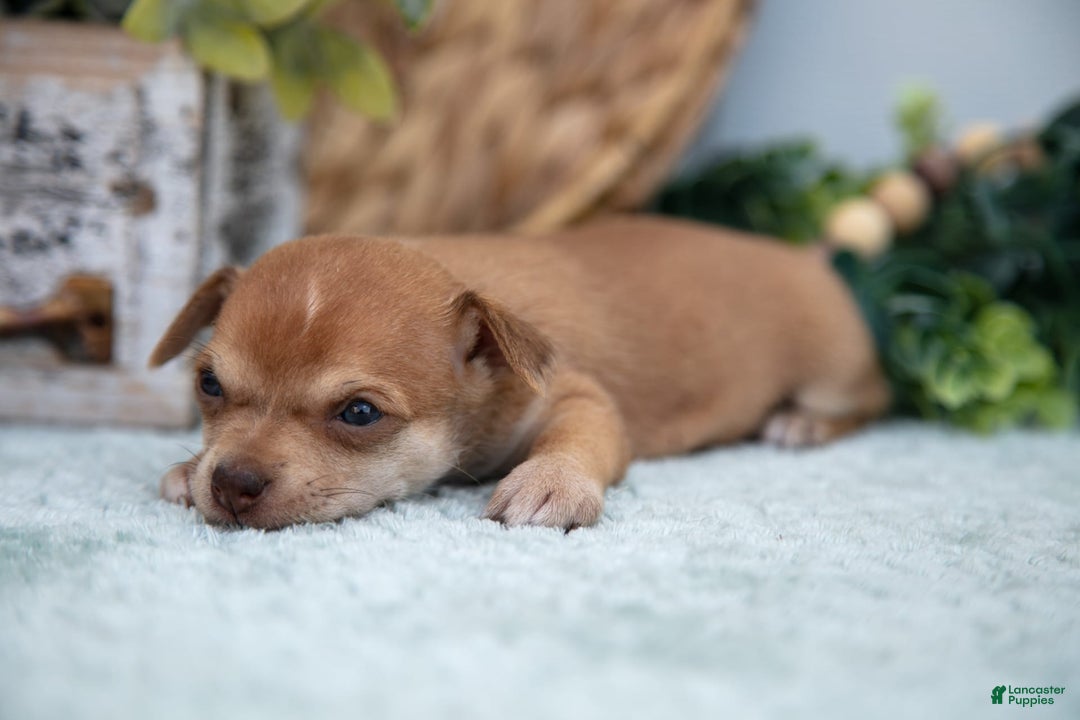 Chihuahua dogs for sale: Nelly - Image 5