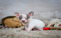 Chihuahua dogs for sale: Tyranus - Image 3