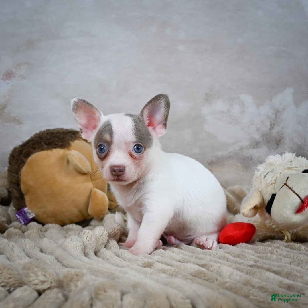 Chihuahua dogs for sale: Tyranus - Image 3