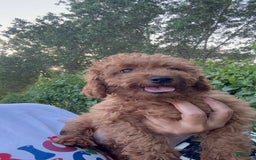 Cavapoo dogs for sale: Buddy - Image 1