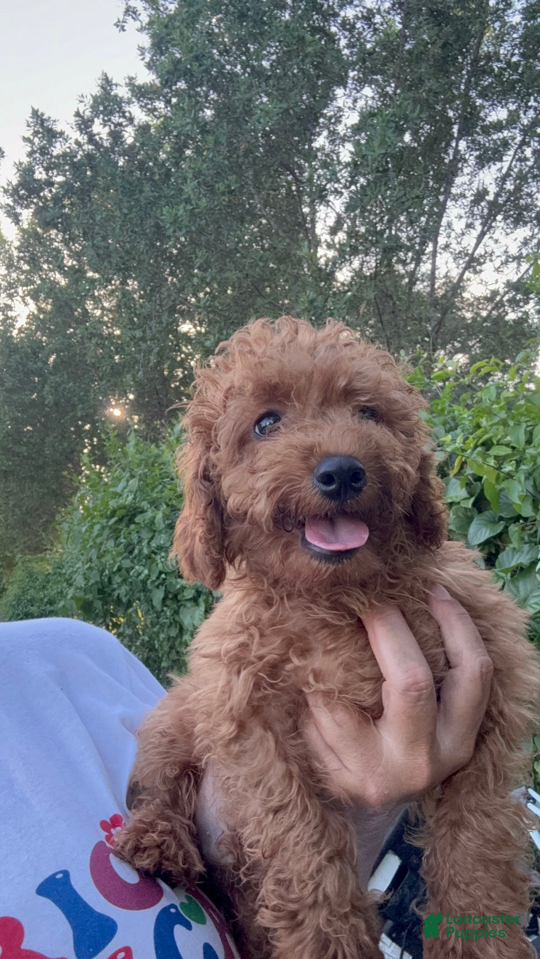 Cavapoo dogs for sale: Buddy - Image 1