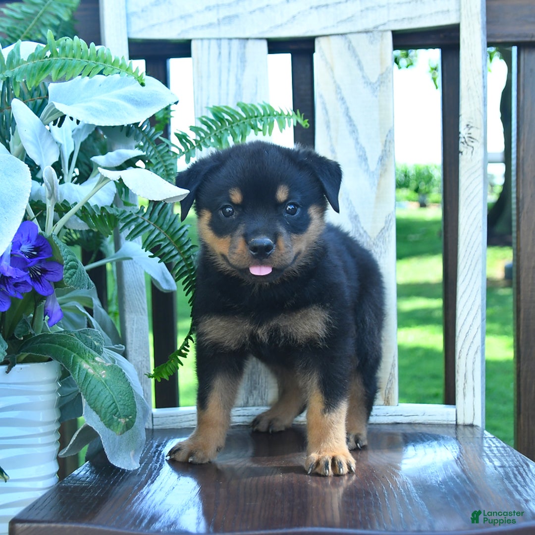 Rottweiler dogs for sale: Penny - Image 4