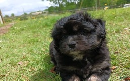 Shihpoo dogs for sale: Pomshihpoo Female Puppy🖤 - Image 5
