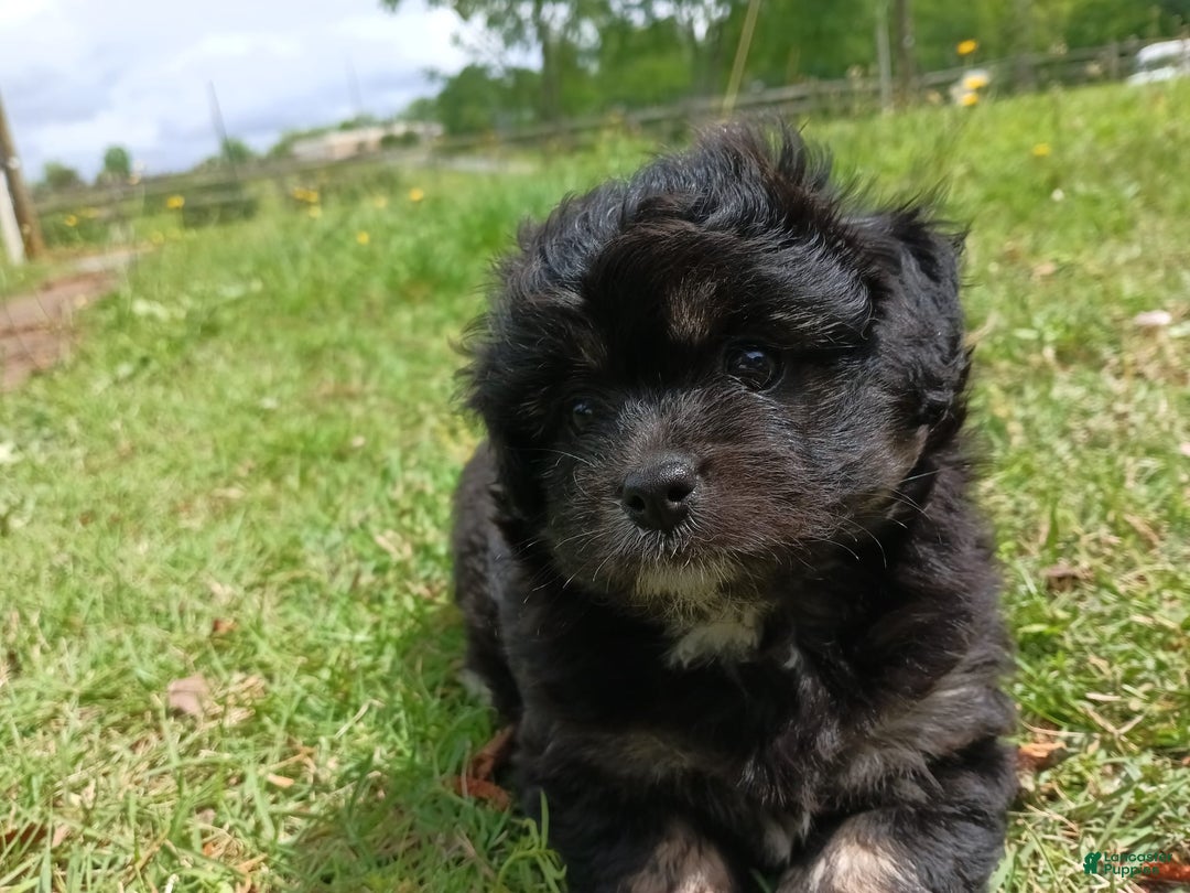 Shihpoo dogs for sale: Pomshihpoo Female Puppy🖤 - Image 5