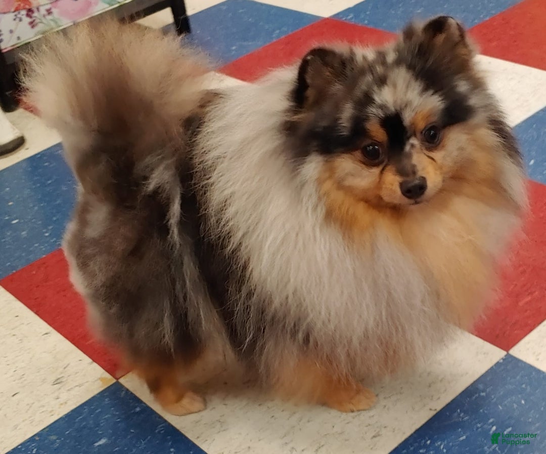 Pomeranian dogs for sale: Astro - Image 12