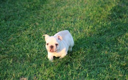 French Bulldog dogs for sale: Lincoln - Image 21
