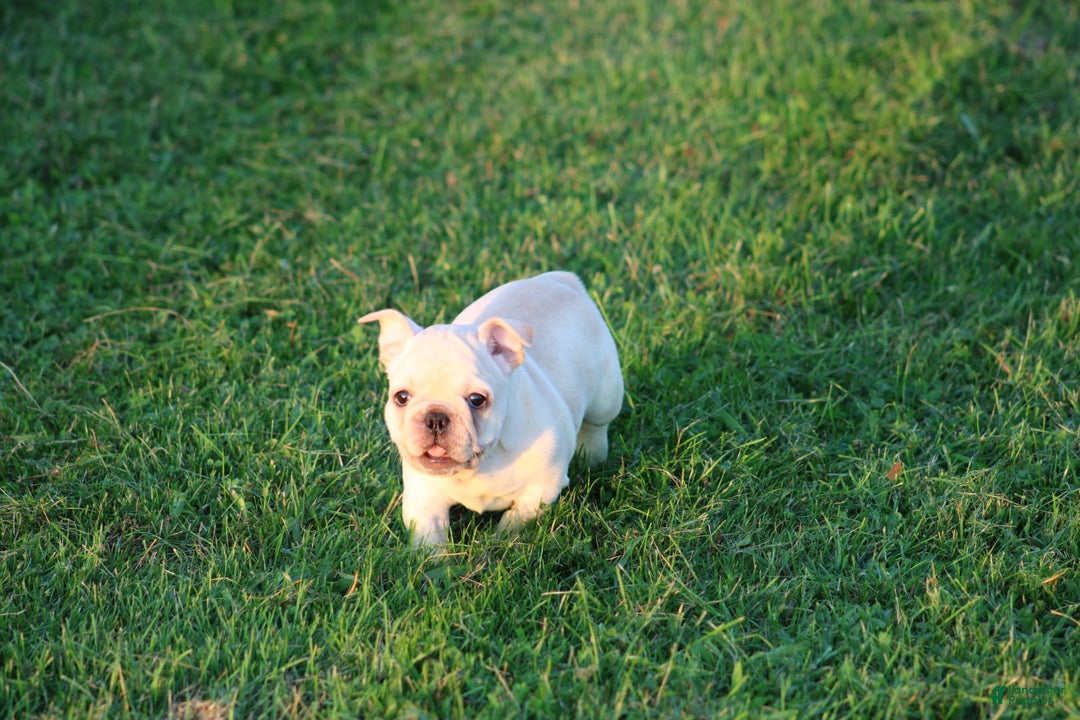 French Bulldog dogs for sale: Lincoln - Image 21
