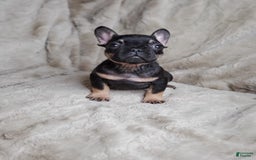 French Bulldog dogs for sale: Black Adam - Image 6