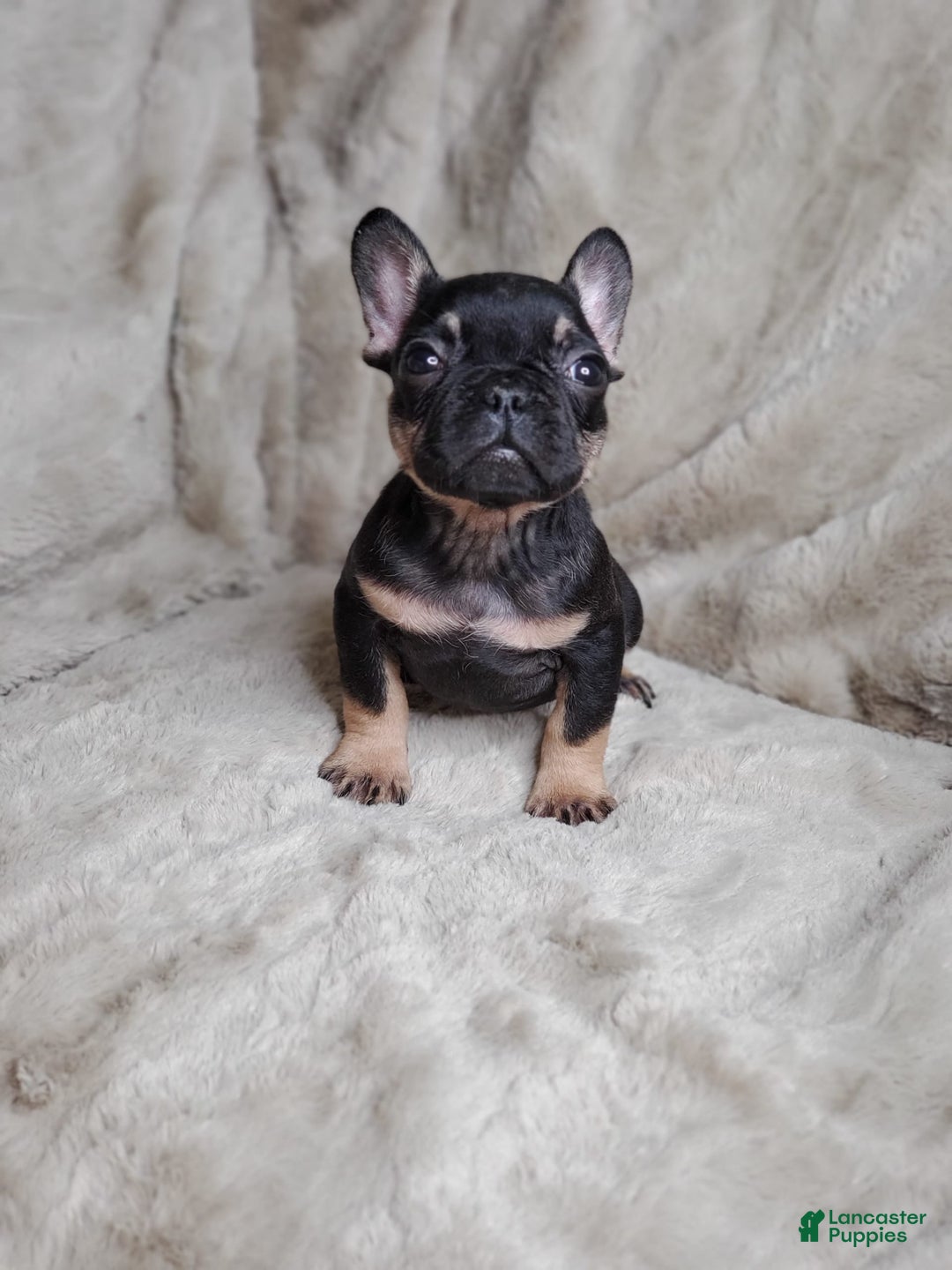 French Bulldog dogs for sale: Black Adam - Image 6
