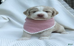 Labradoodle dogs for sale: Honey - Image 5