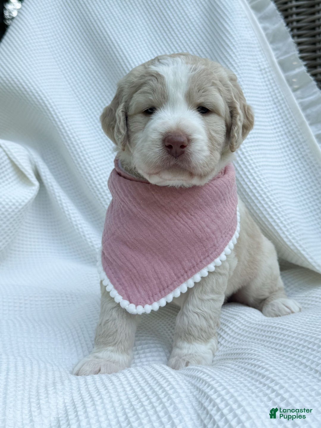 Labradoodle dogs for sale: Honey - Image 5