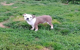 Boston Terrier dogs for sale: Porky - Image 9