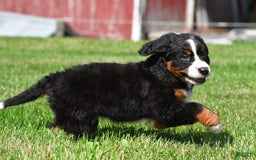 Bernese Mountain Dog dogs for sale: Bailey - Image 9