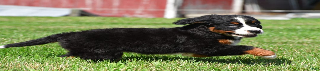 Bailey