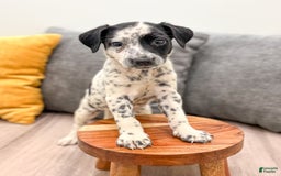 Dalmatian dogs for sale: Pepper - Image 5