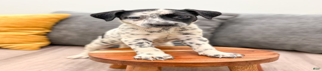 Pepper