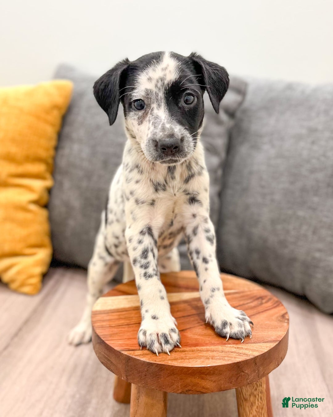Dalmatian dogs for sale: Pepper - Image 5