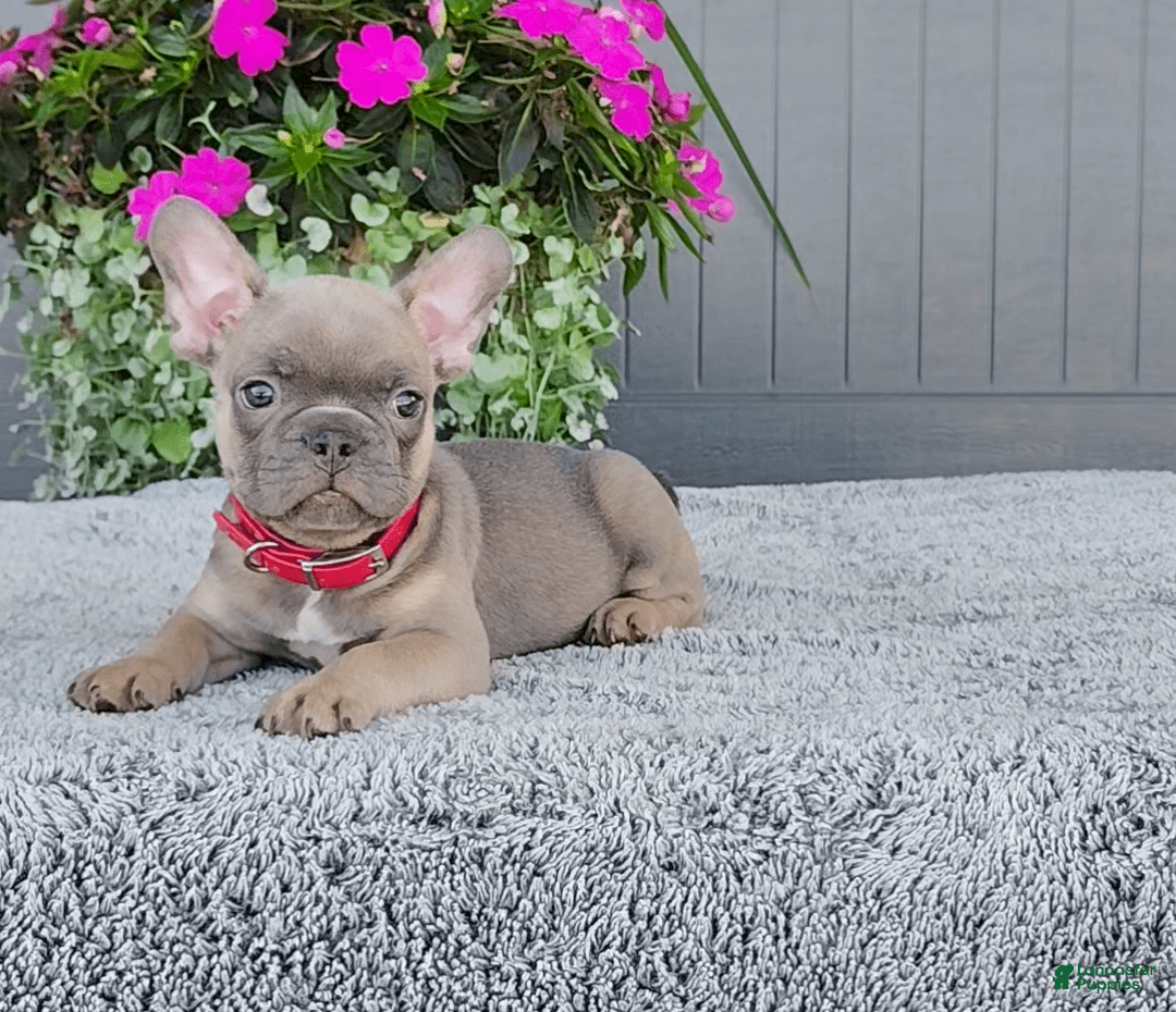 Frenchton dogs for sale: Stewie - Image 4