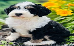 Bernedoodle dogs for sale: Classy - Image 2