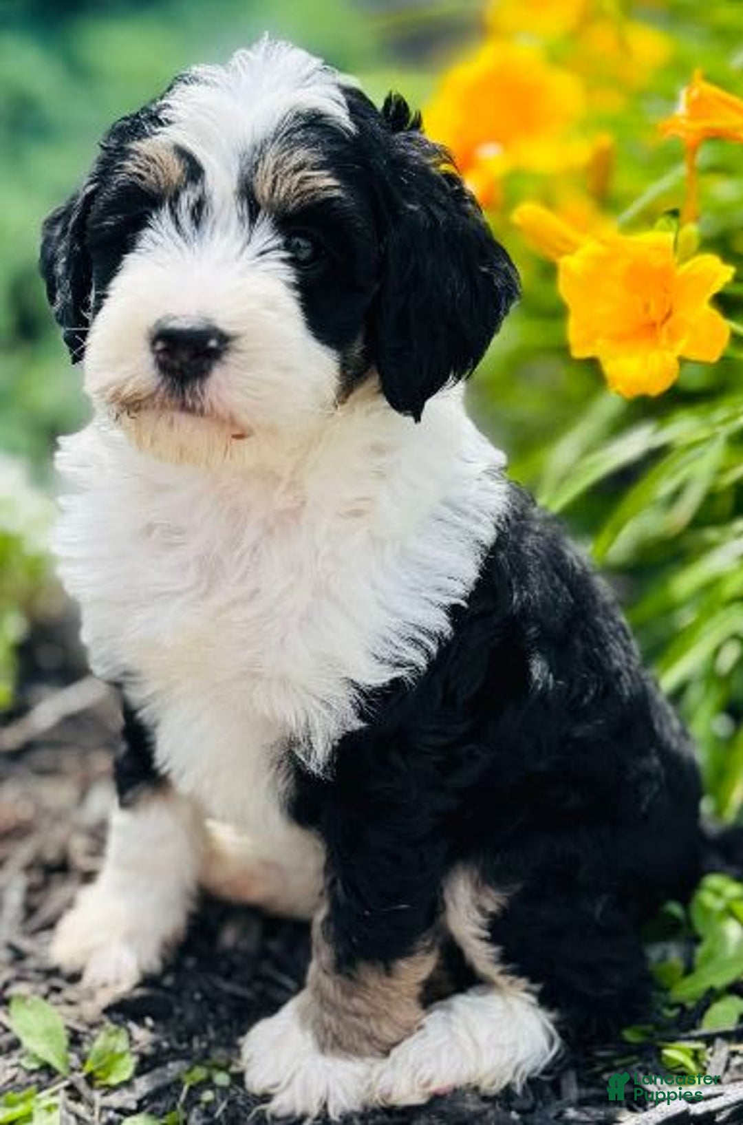 Bernedoodle dogs for sale: Classy - Image 2