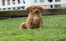 Beagle dogs for sale: Chief - Image 3