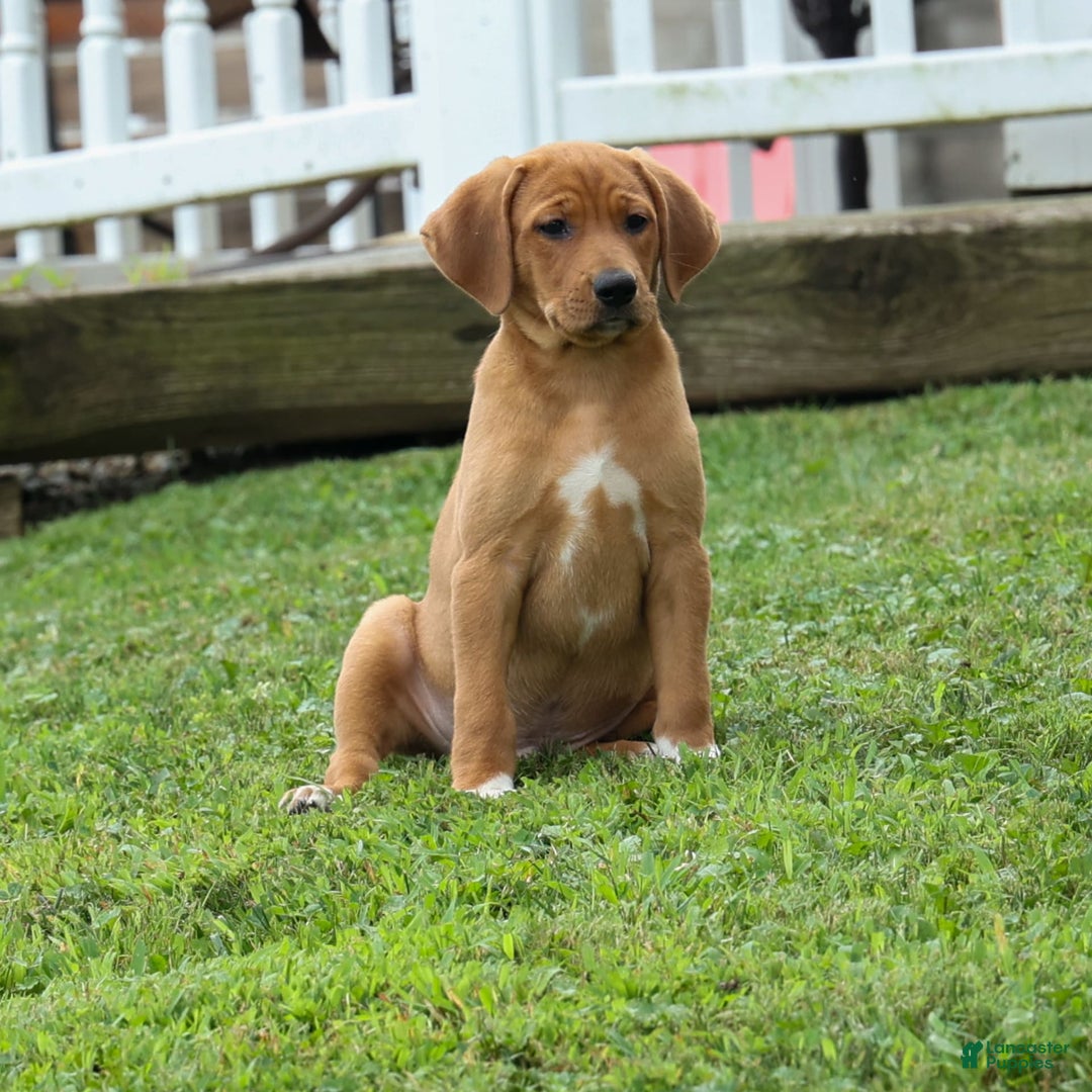 Beagle dogs for sale: Chief - Image 3