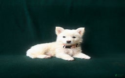 American Eskimo dogs for sale: Stella - Image 3