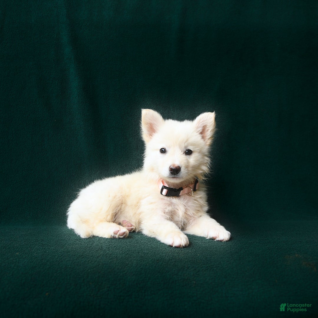 American Eskimo dogs for sale: Stella - Image 3