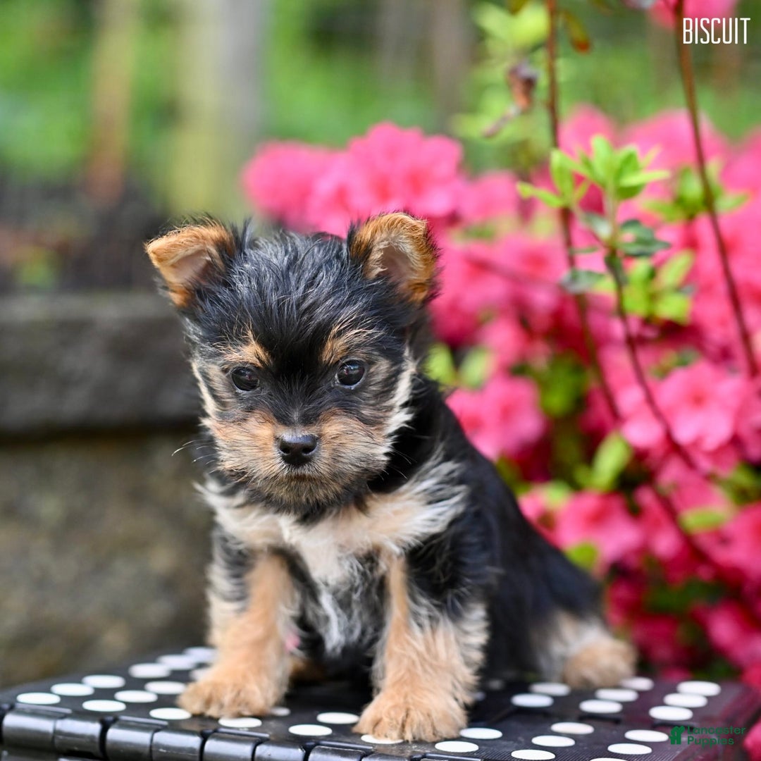 Morkie dogs for sale: Biscuit - Image 1
