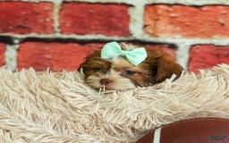 Shih Tzu dogs for sale: Rusty - Image 19