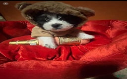Shihpoo dogs for sale: Ray Ray - Image 2