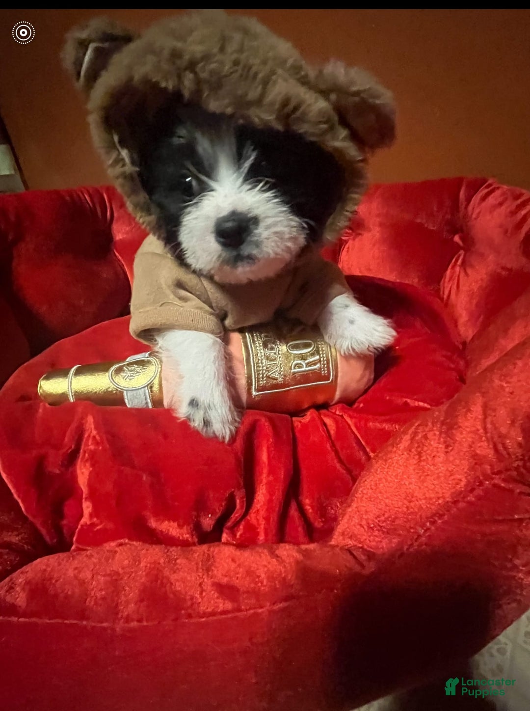 Shihpoo dogs for sale: Ray Ray - Image 2