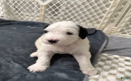 Saint Berdoodles dogs for sale: Bailey - Image 3