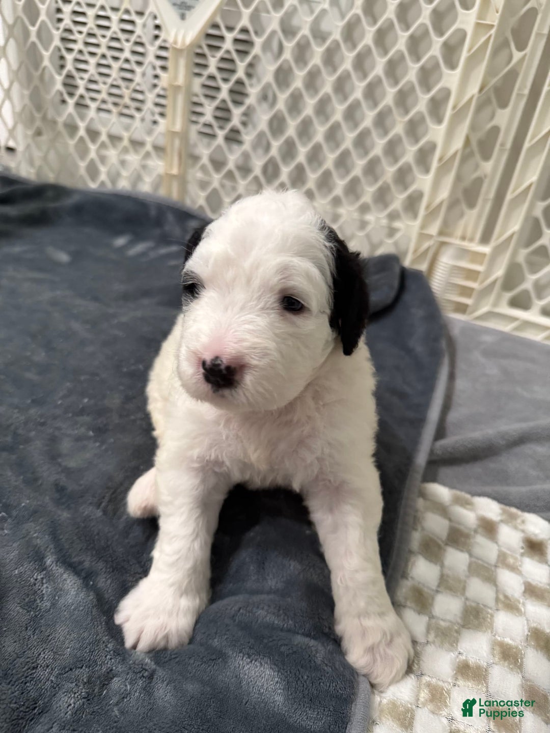 Saint Berdoodles dogs for sale: Bailey - Image 3