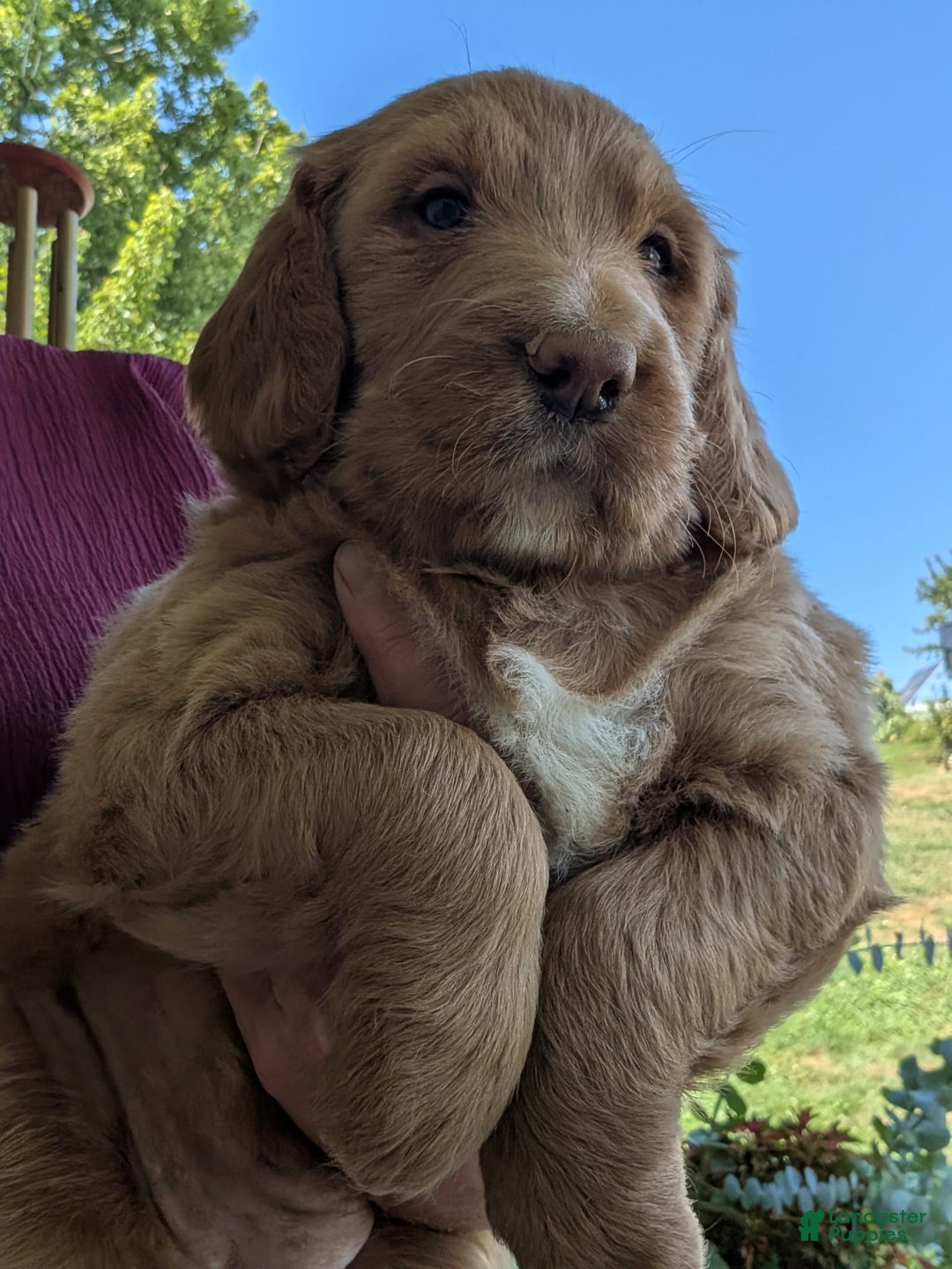 Goldendoodle dogs for sale: Barbie - Image 5