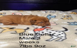 Dogue De Bordeaux dogs for sale: Blue Collar Male - Image 3