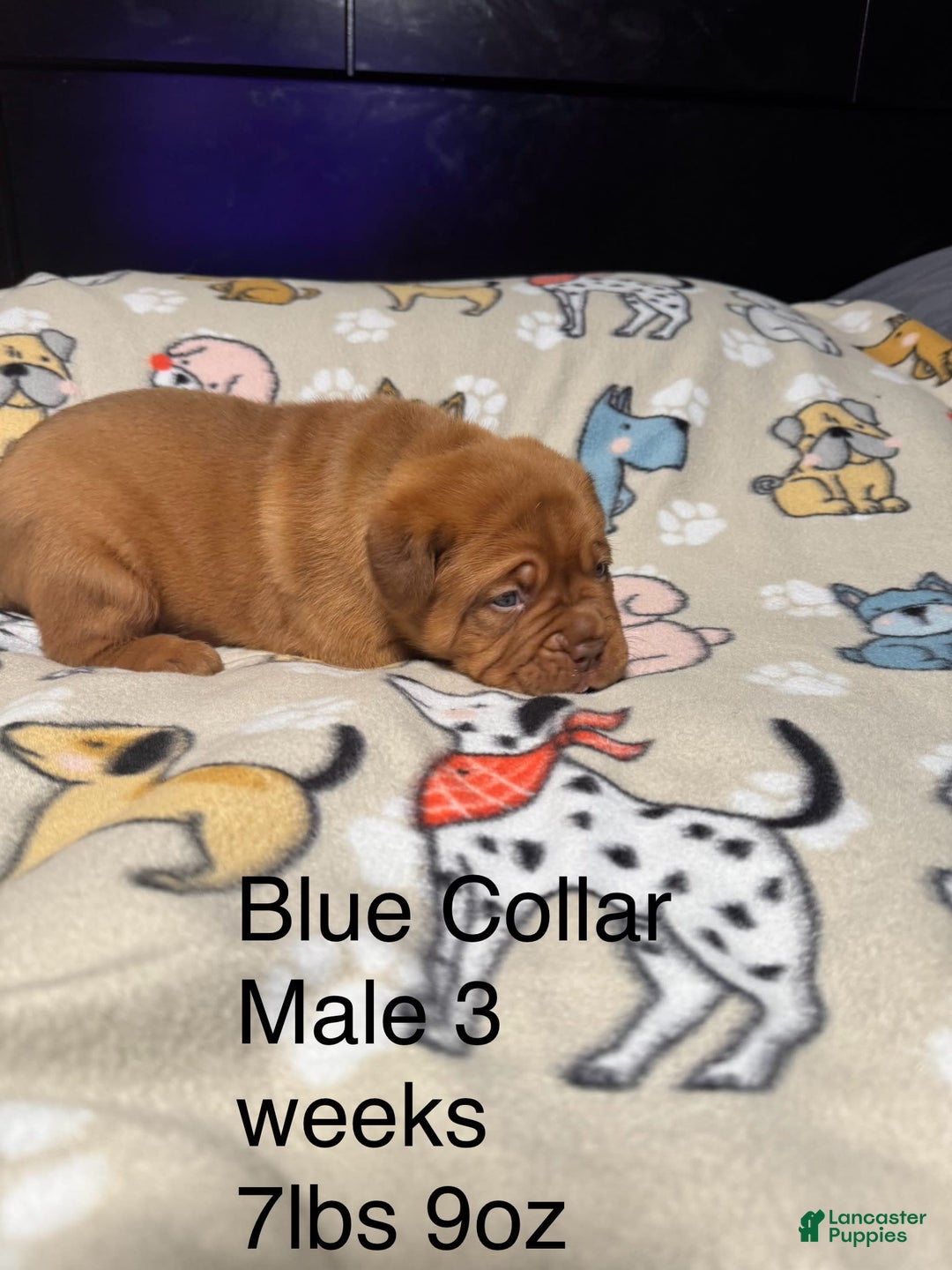 Dogue De Bordeaux dogs for sale: Blue Collar Male - Image 3