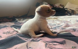 Chihuahua dogs for sale: Bia - Image 1