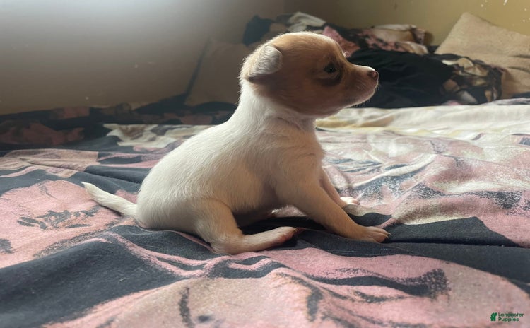 Chihuahua dogs for sale - Ad 1