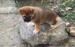 Shiba Inu dogs for sale: Dora - Image 3