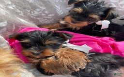 Yorkshire Terrier dogs for sale: Dora - Image 5