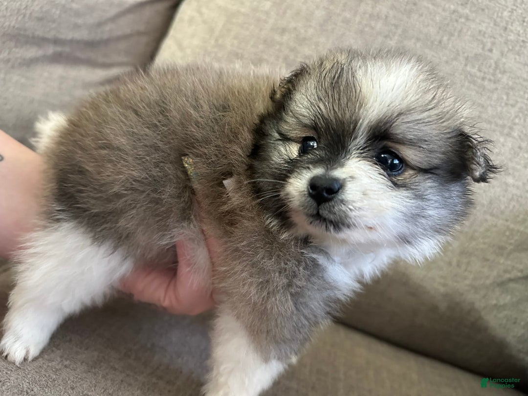 Pomeranian dogs for sale: Moochi - Image 6